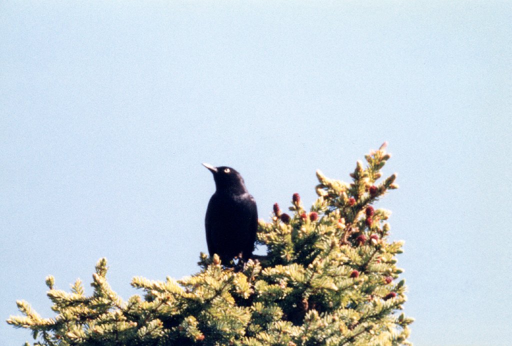 Blackbird, Rusty, Anchorage  Alaska 05-1996 B06P15I02.jpg - Rusty Blackbird